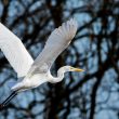 Grande Aigrette